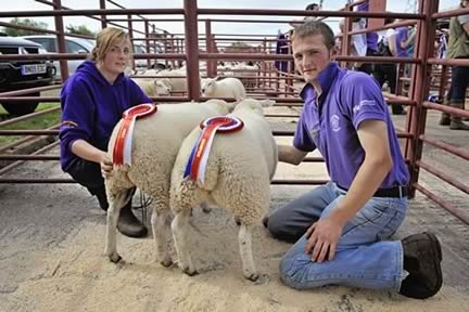 Champion & Reserve Young Farmers Lambs